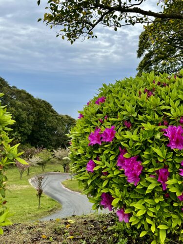 散りゆく花も　咲き始める花も